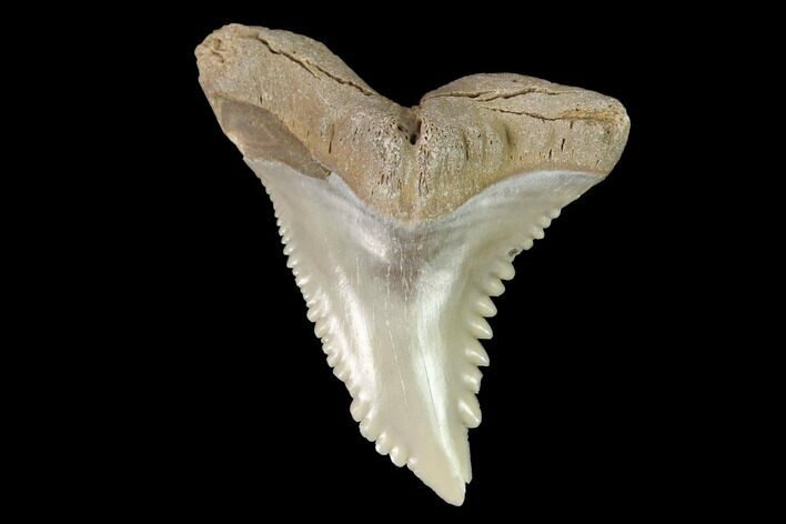 Snaggletooth Shark (Hemipristis) Tooth - Aurora, NC #143881